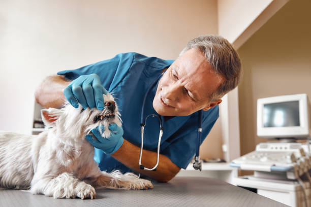 Best Urgent Tooth Repair  in Burney, CA
